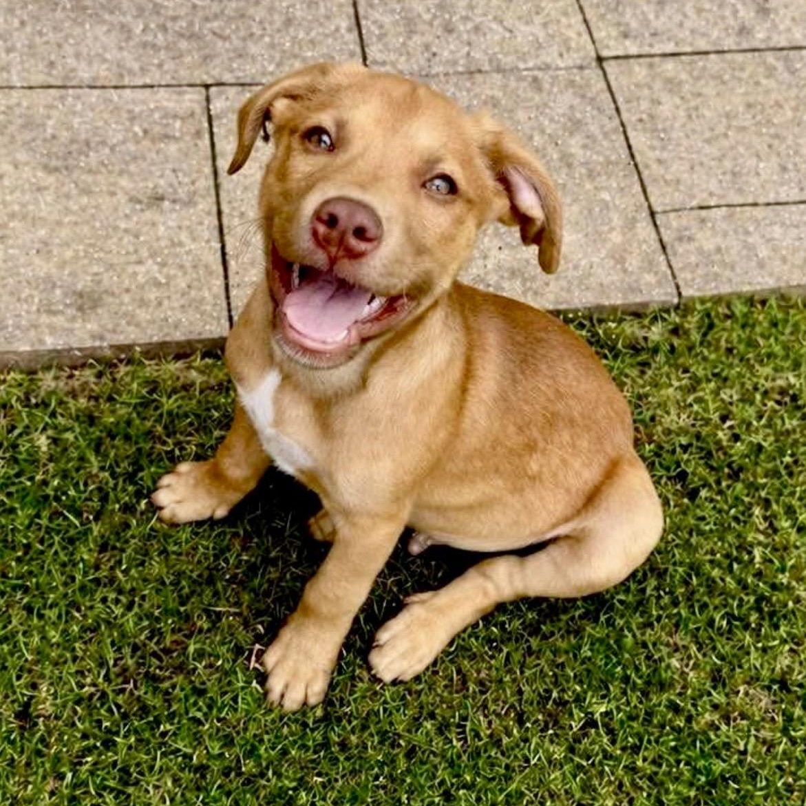 Enlarge Argus , an adopted mixed breed in Pelham, NH image 6/6