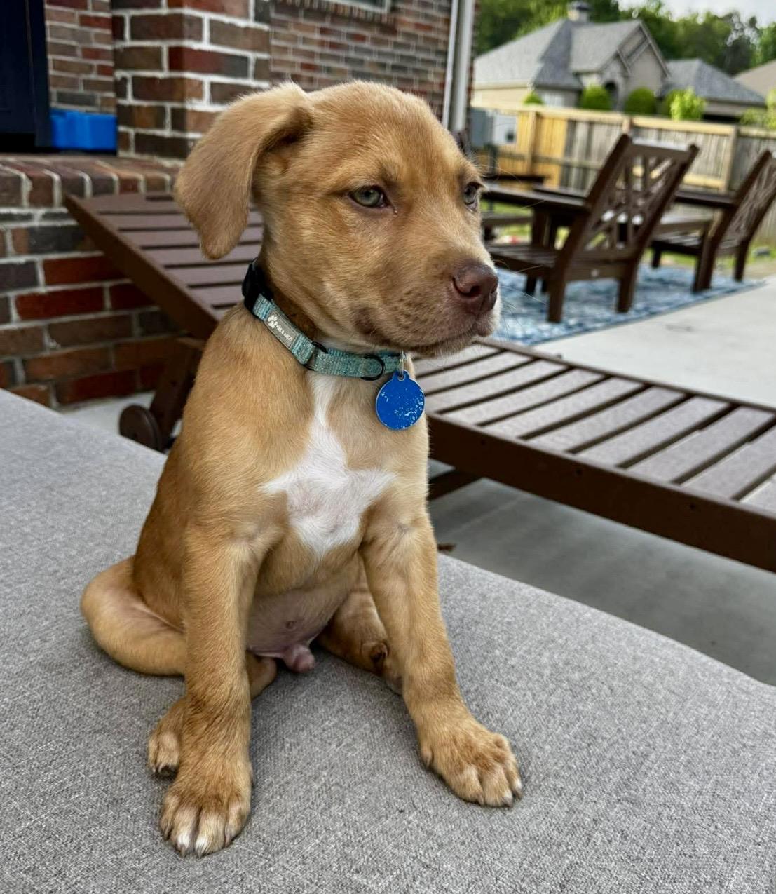Enlarge Argus , an adopted mixed breed in Pelham, NH image 5/6