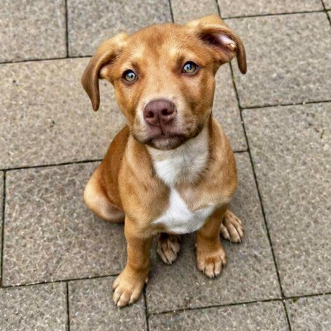 Argus , adopted, Puppy Male Labrador Retriever & Mixed Breed.