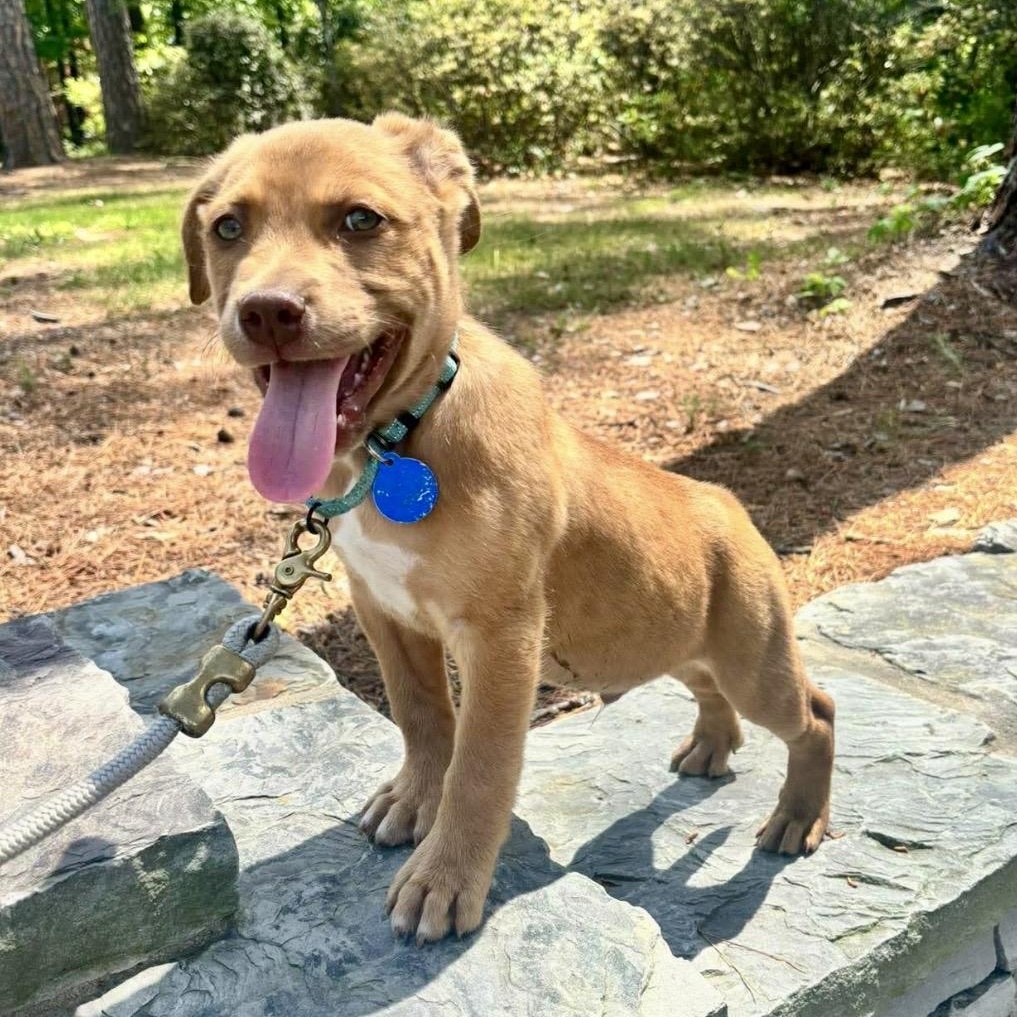 Enlarge Argus , an adopted mixed breed in Pelham, NH image 3/6