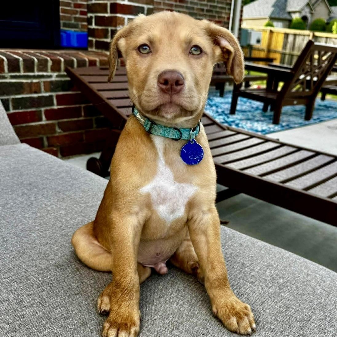 Enlarge Argus , an adopted mixed breed in Pelham, NH image 2/6
