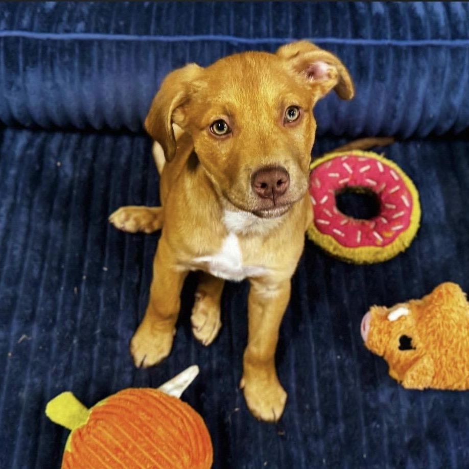 Enlarge Argus , an adopted mixed breed in Pelham, NH image 4/6