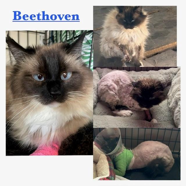 Beethoven, ADOPTABLE, Adult Male Siamese.
