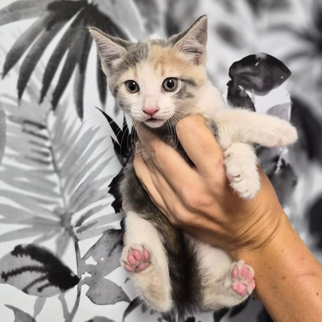 Enlarge Pearl, a Adoptable Domestic Short Hair in Wahiawa, HI image 1/1
