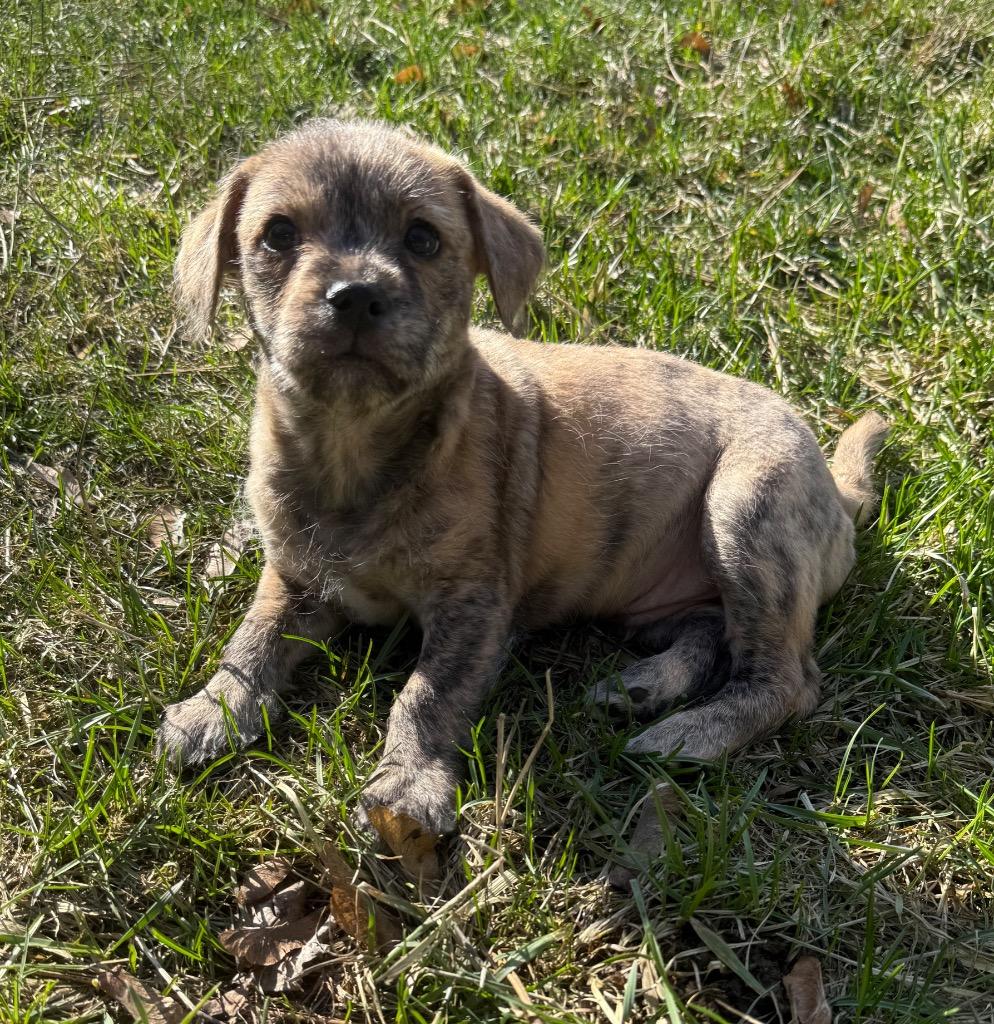 Miles, Adoptable, Puppy Male Wirehaired Terrier.