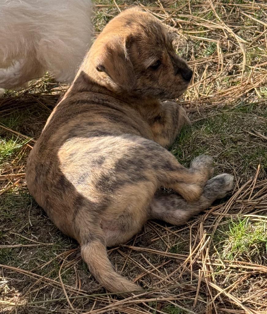 Enlarge Miles, a Adoptable Wirehaired Terrier in Thompson Falls, MT image 2/3
