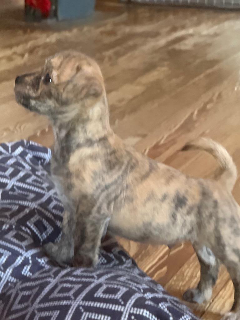 Enlarge Miles, a Adoptable Wirehaired Terrier in Thompson Falls, MT image 3/3