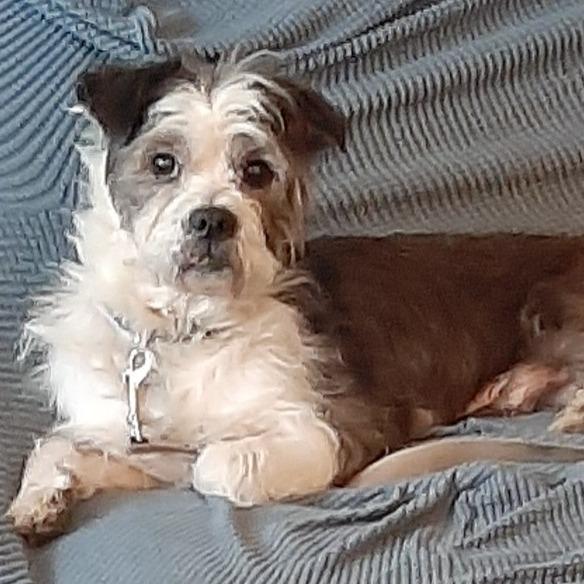 Titan, Adoptable, Senior Male Havanese.