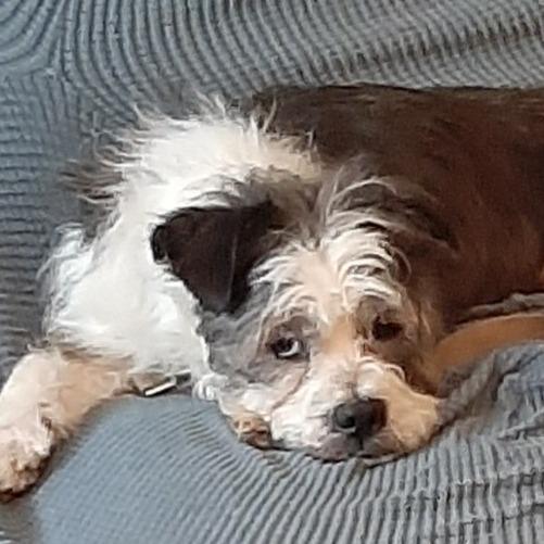 Enlarge Titan, a Adoptable mixed breed in Cincinnati, OH image 2/4