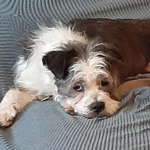 Enlarge Titan, a Adoptable mixed breed in Cincinnati, OH image 3/4