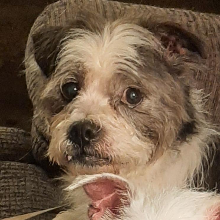 Enlarge Titan, a Adoptable mixed breed in Cincinnati, OH image 4/4