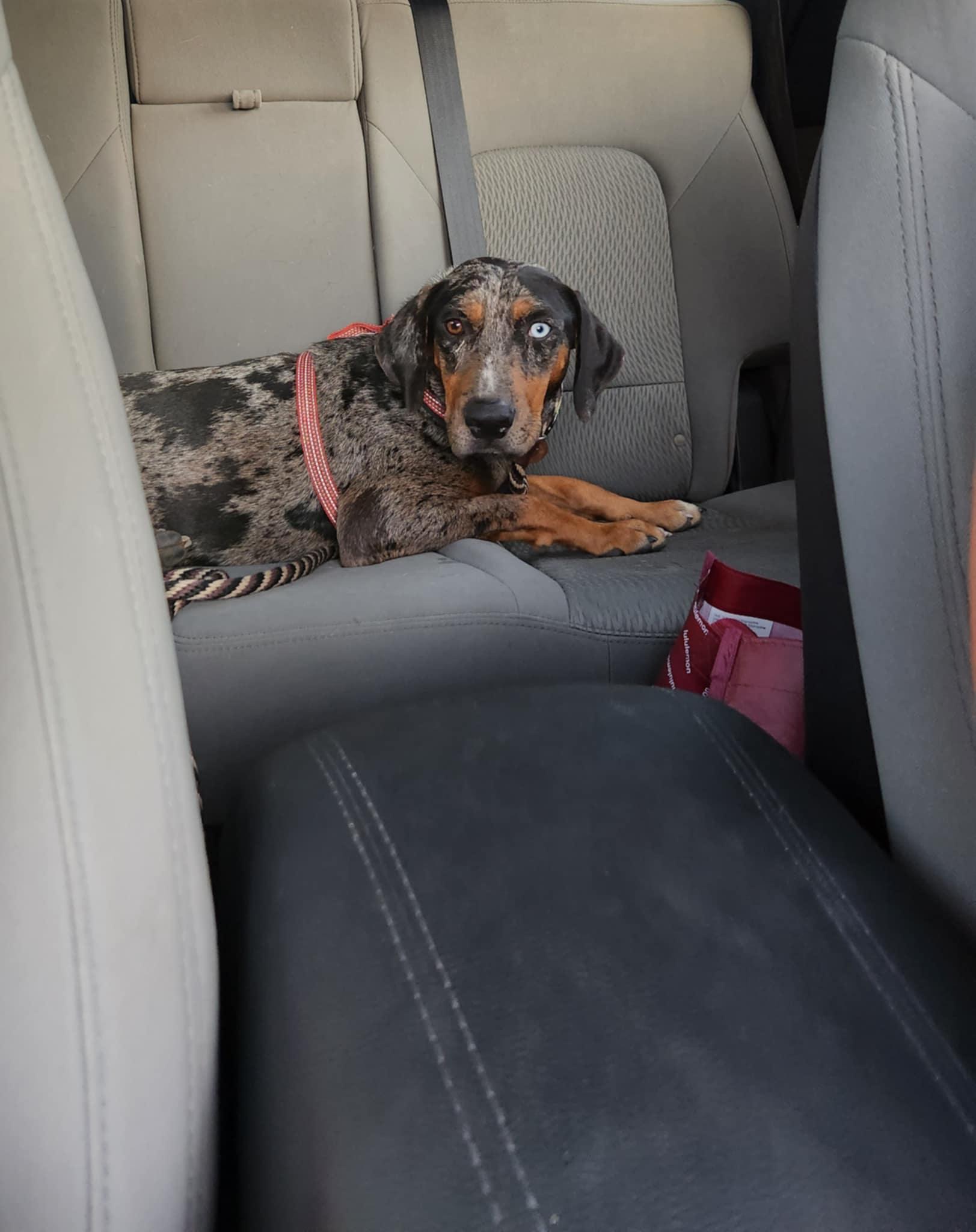 Delta, Adopted, Young Female Catahoula Leopard Dog.