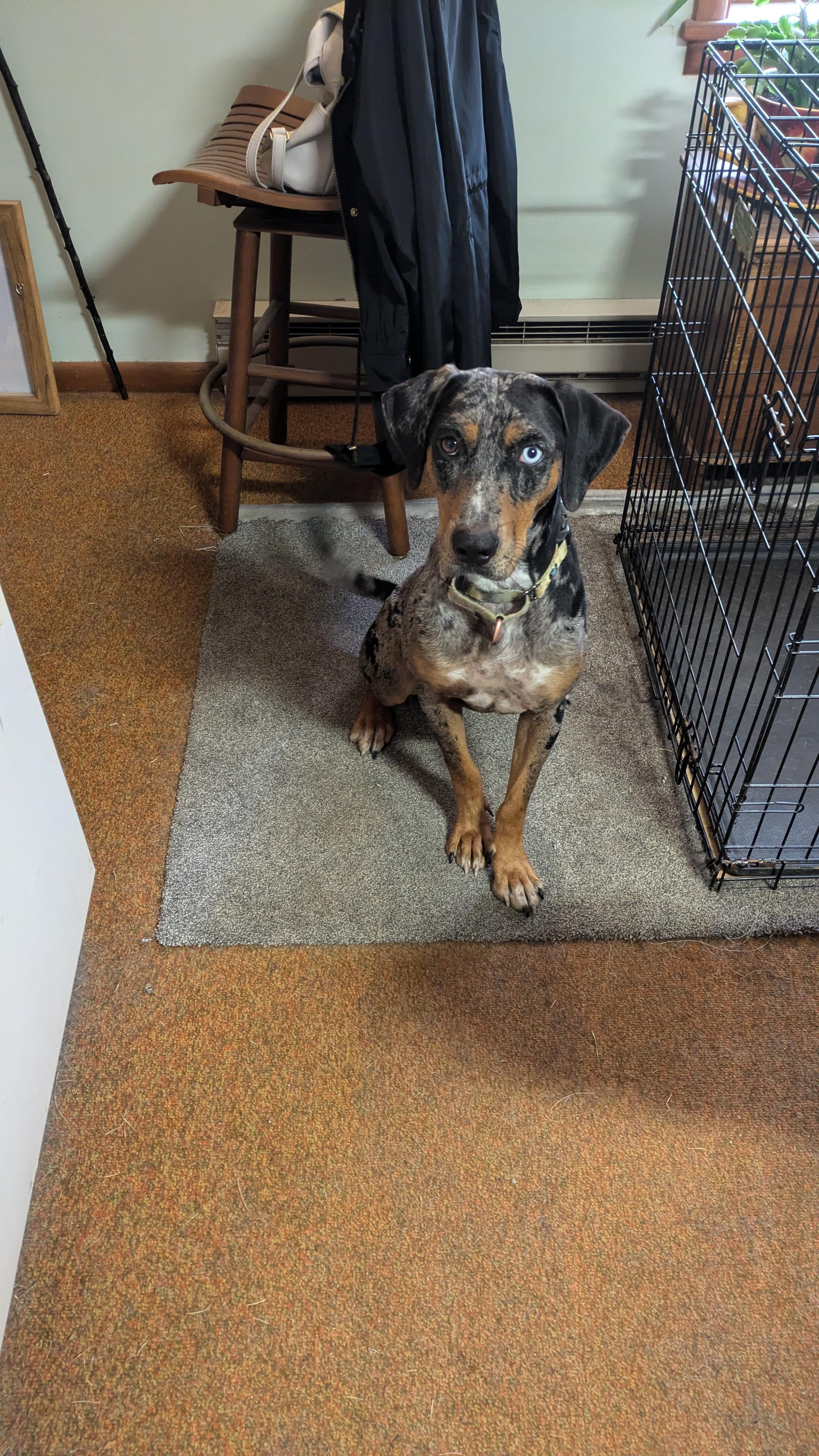 Delta, Adopted, Young Female Catahoula Leopard Dog.