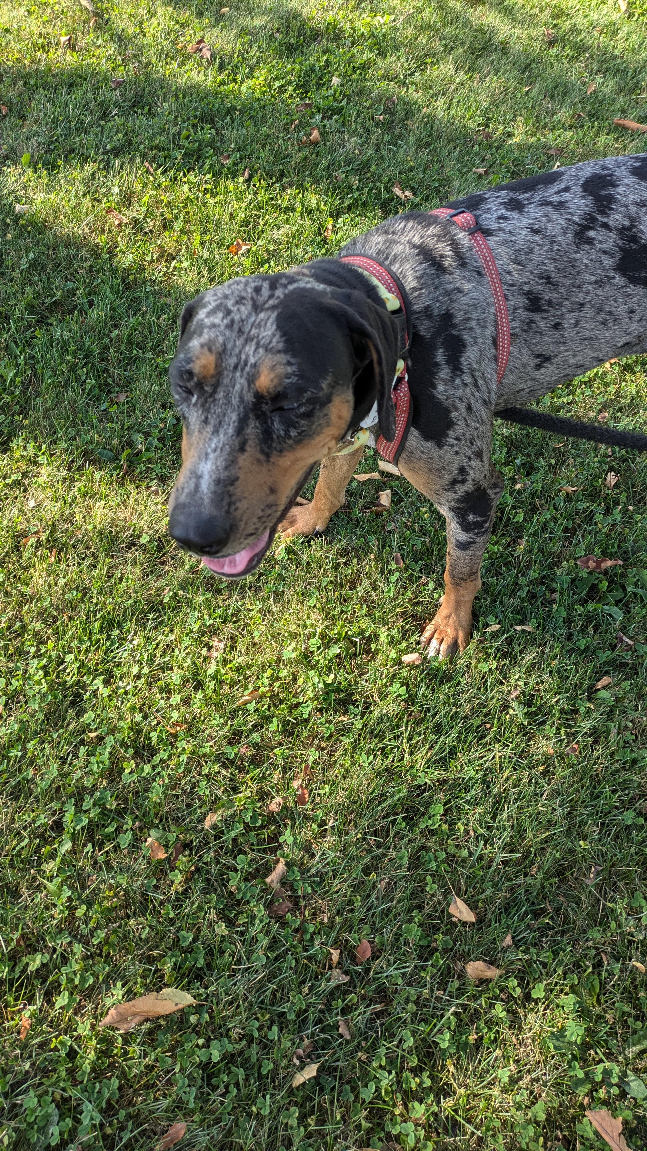 Enlarge Delta, a Adopted Catahoula Leopard Dog in Harrisburg, PA image 3/6