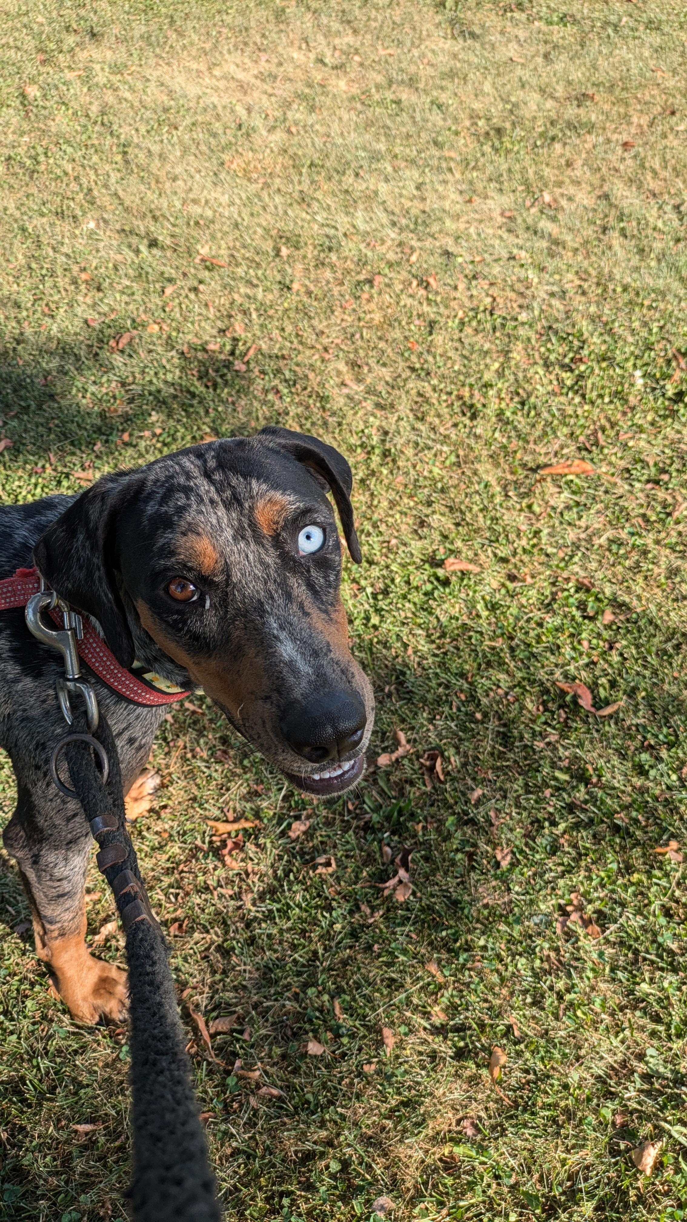 Enlarge Delta, a Adopted Catahoula Leopard Dog in Harrisburg, PA image 4/6