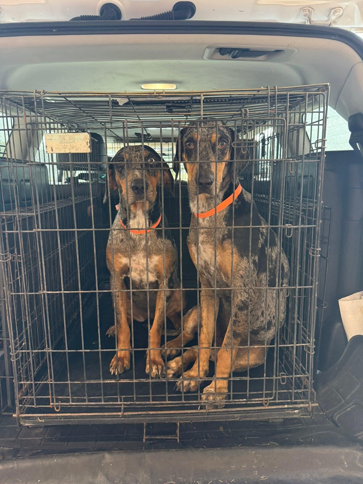 Enlarge Delta, a Adopted Catahoula Leopard Dog in Harrisburg, PA image 6/6