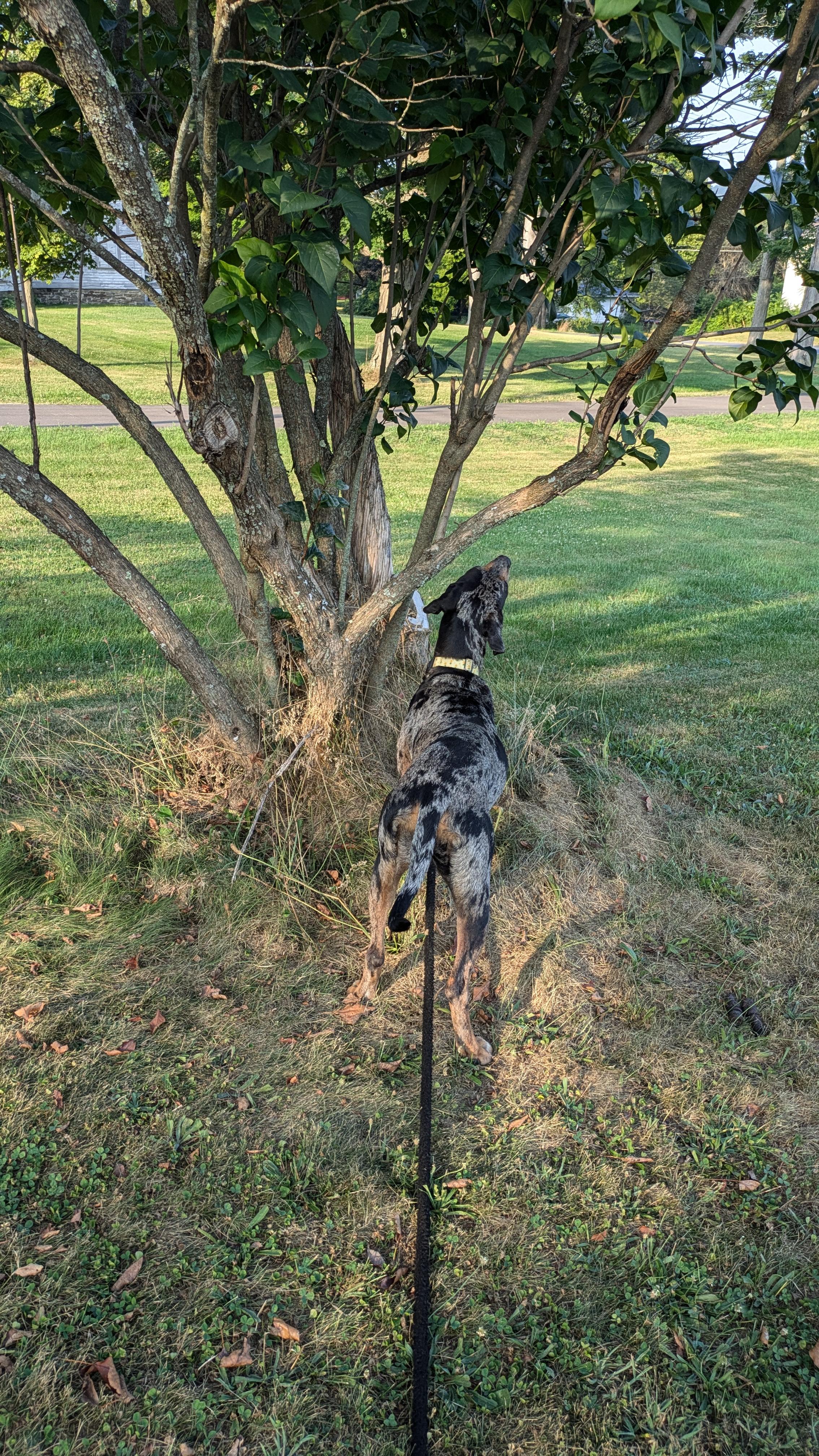 Enlarge Delta, a Adopted Catahoula Leopard Dog in Harrisburg, PA image 5/6