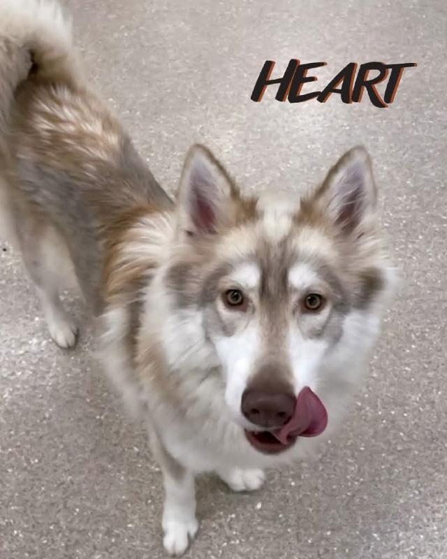 Isabella - ON HOLD - NO MORE APPLICATIONS, a Adoptable Siberian Husky in Millersville, MD image 1/3