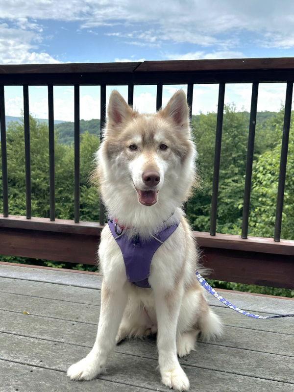Isabella - ON HOLD - NO MORE APPLICATIONS, a Adoptable Siberian Husky in Millersville, MD image 3/3