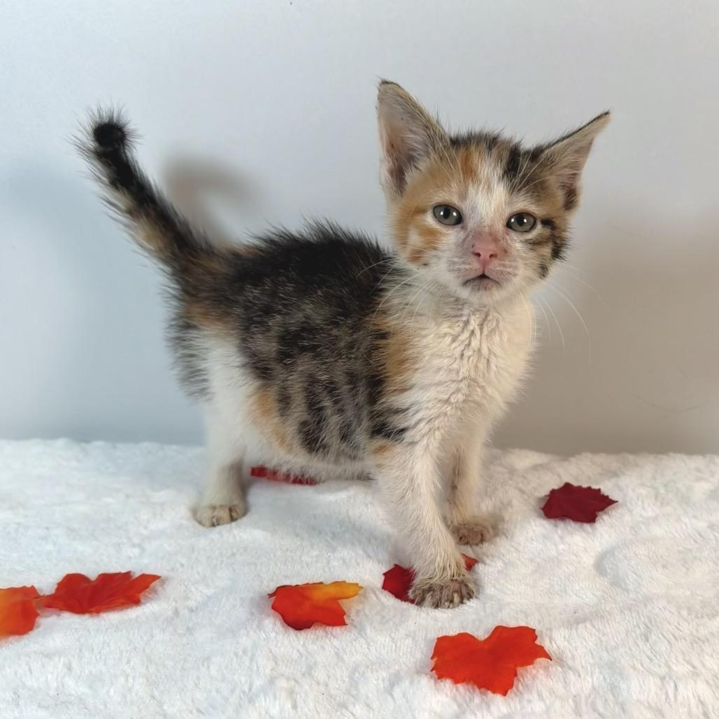 Galadriel, Adoptable, Kitten Female Domestic Short Hair.
