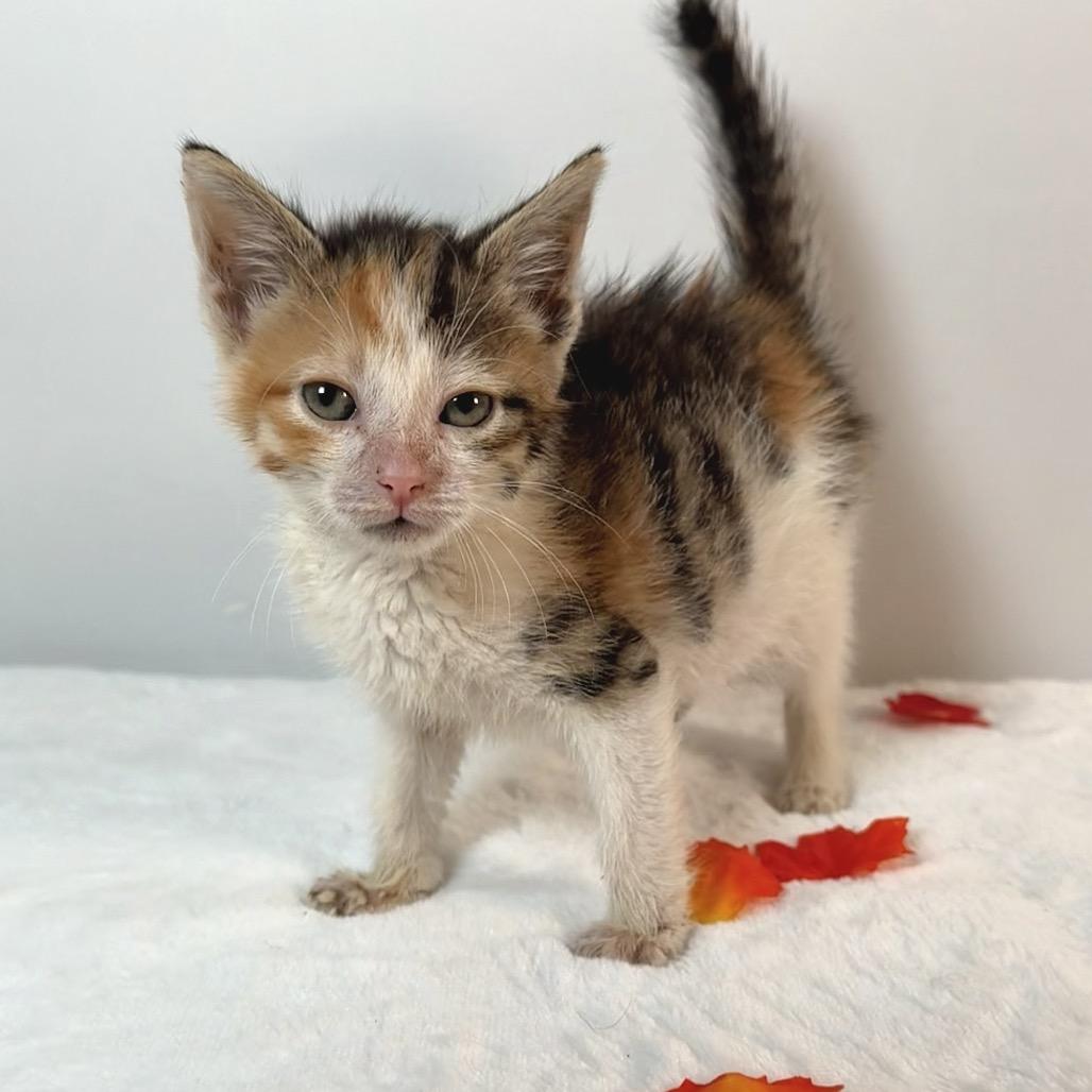 Enlarge Galadriel, a Adoptable Domestic Short Hair in Johnson City, TN image 2/3