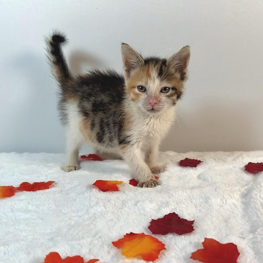 Enlarge Galadriel, a Adoptable Domestic Short Hair in Johnson City, TN image 3/3