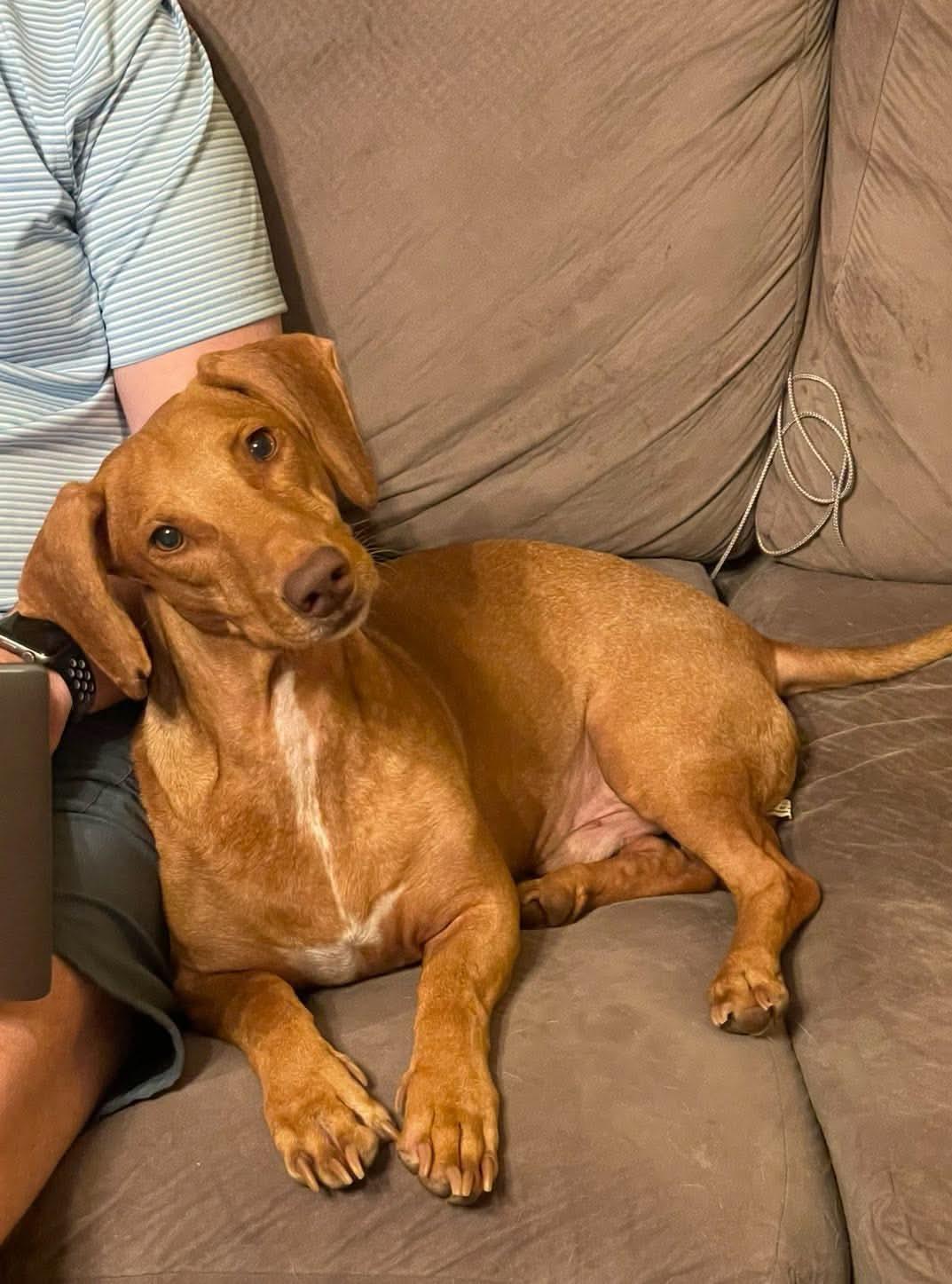 Enlarge Frankie, a ADOPTABLE mixed breed in Mobile, AL image 2/4