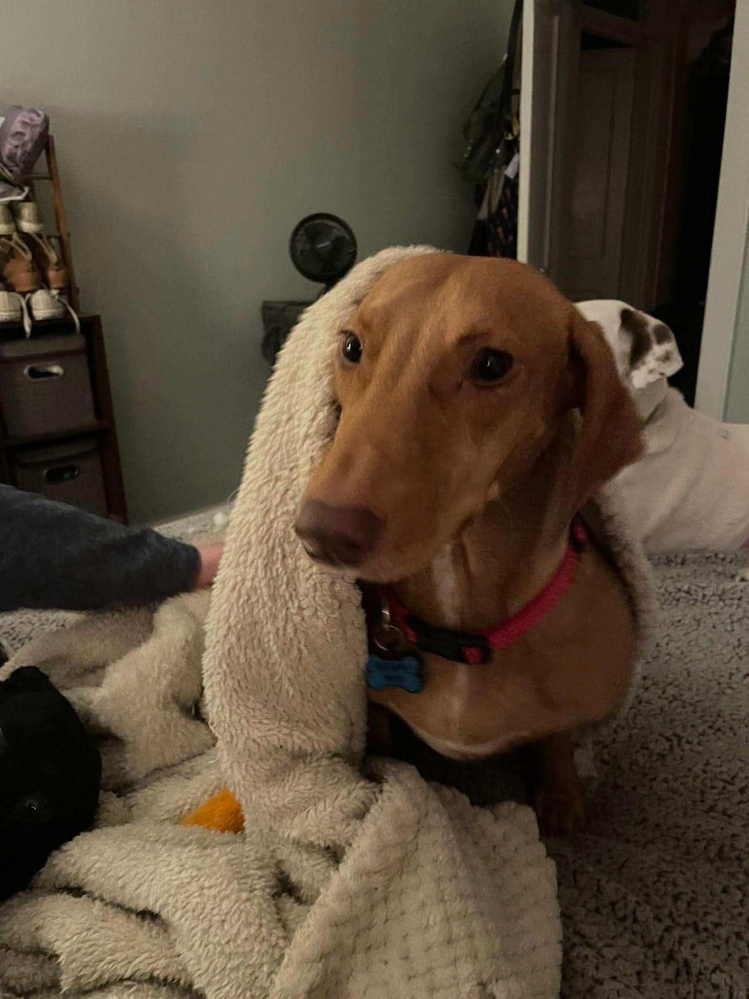 Frankie, ADOPTABLE, Adult Male Dachshund.
