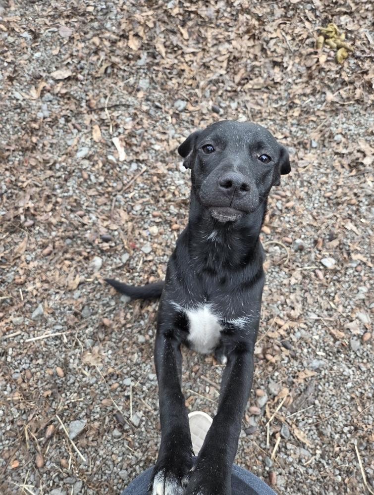 Enlarge Sue Ashcraft, a Adoptable mixed breed in Boston, MA image 1/6