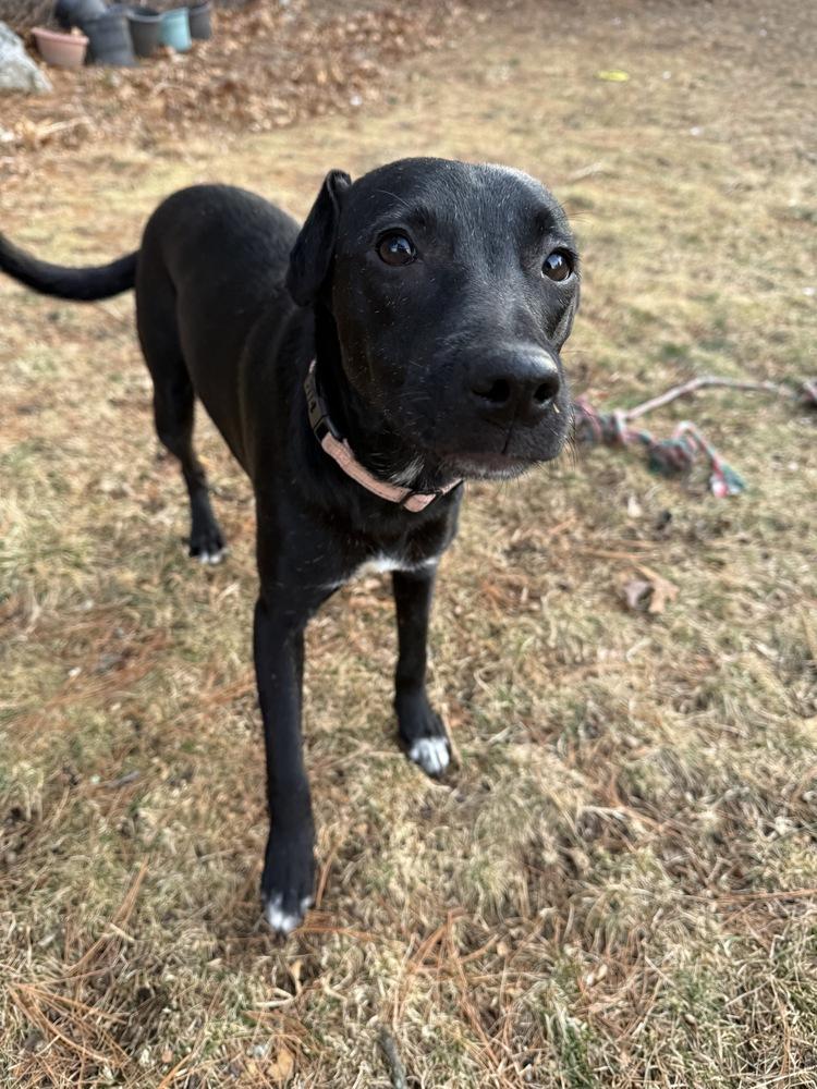 Sue Ashcraft, Adoptable, Puppy Female Mountain Cur.