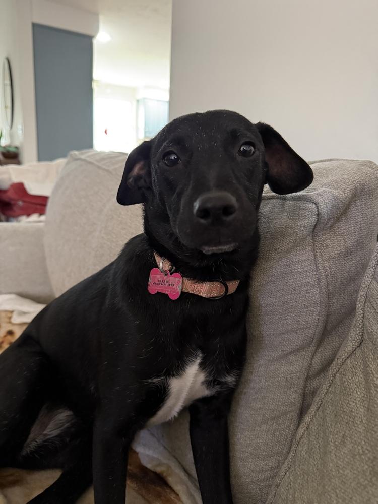 Sue Ashcraft, Adoptable, Puppy Female Mountain Cur.