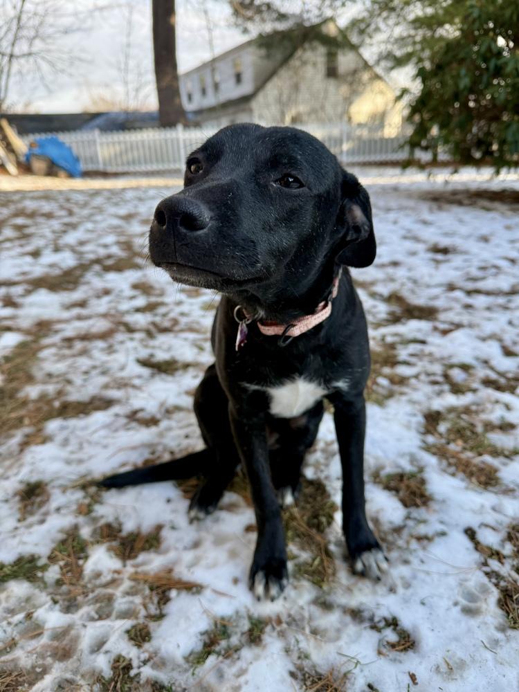 Enlarge Sue Ashcraft, a Adoptable mixed breed in Boston, MA image 3/6