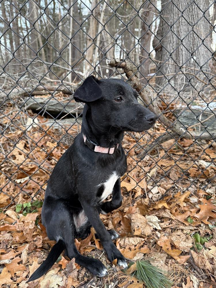 Enlarge Sue Ashcraft, a Adoptable mixed breed in Boston, MA image 4/6