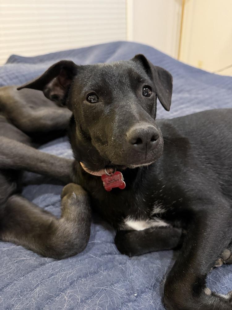 Enlarge Sue Ashcraft, a Adoptable mixed breed in Boston, MA image 6/6