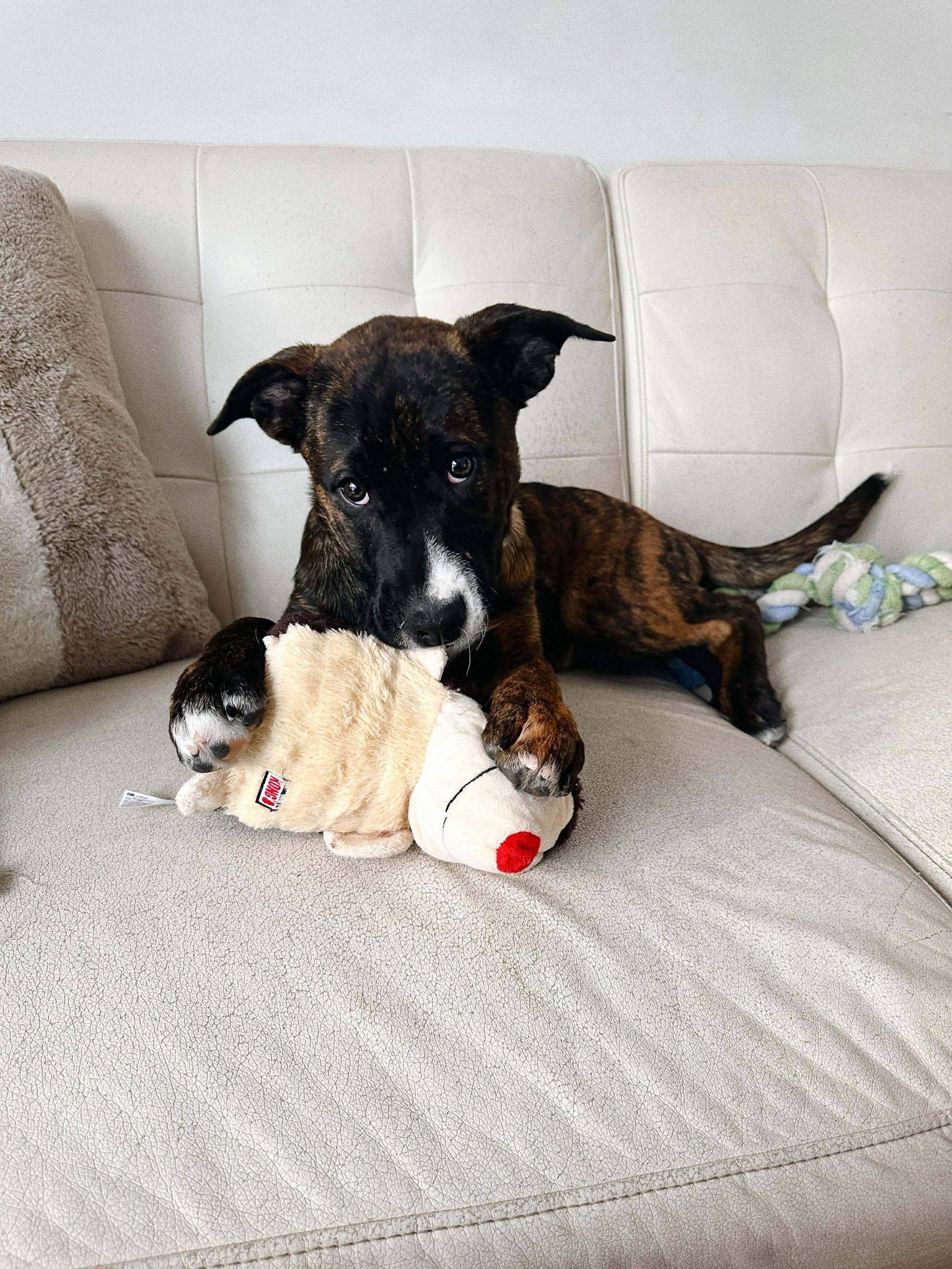 Janis, adopted, Young Female Canaan Dog & Rhodesian Ridgeback.