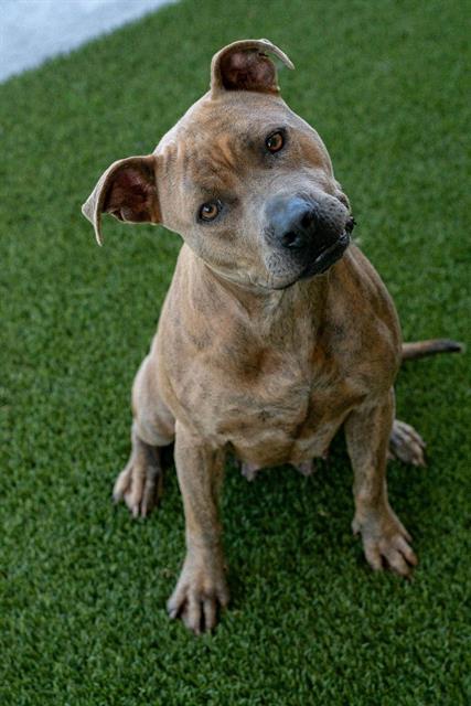 Enlarge ROXANNE, a Adoptable mixed breed in Baytown, TX image 1/1