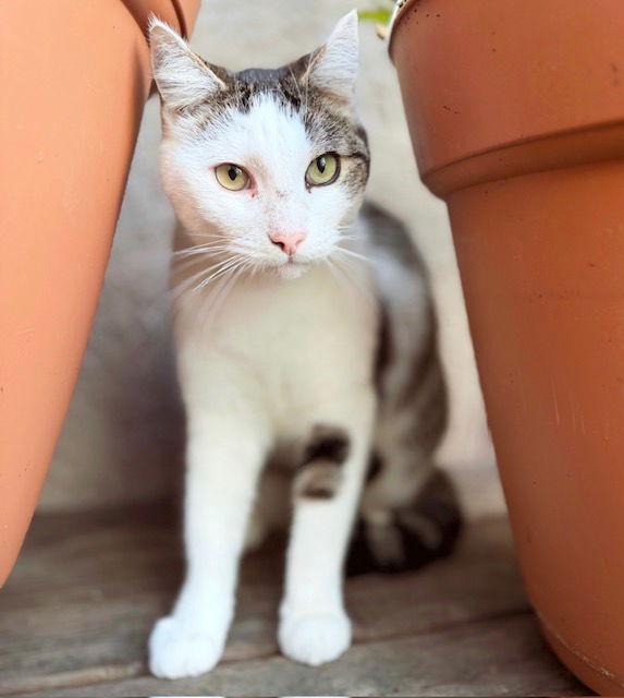 Sulley - CCC, Adoptable, Adult Male Tabby & Domestic Short Hair.