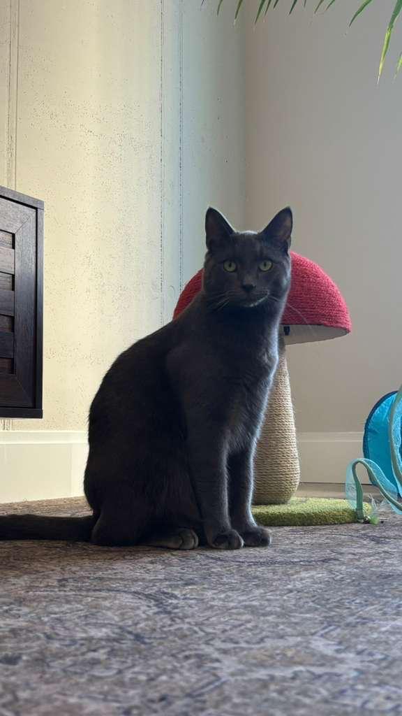 Asher, a Adoptable Domestic Short Hair in Brooklyn, NY image 1/6