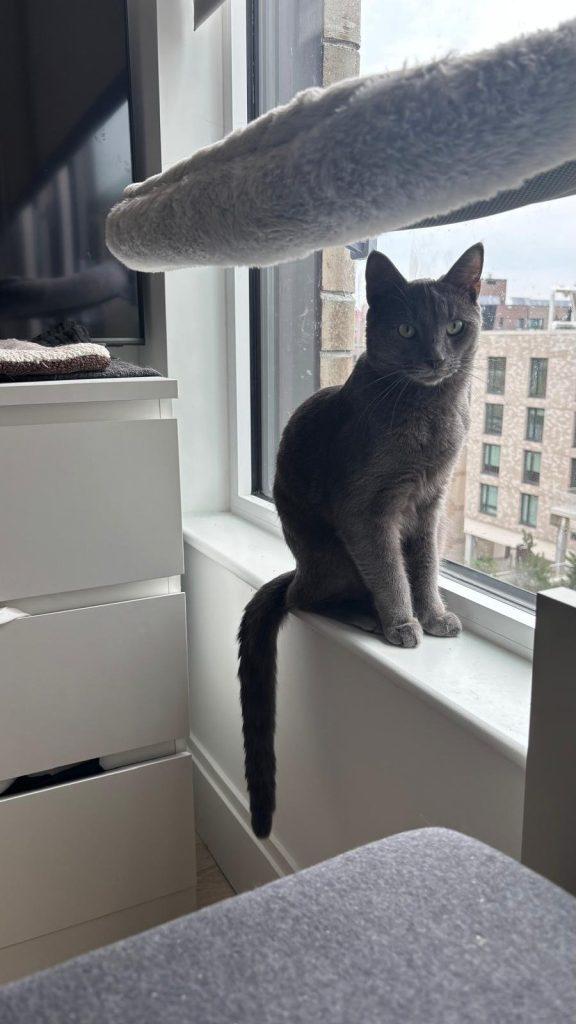 Asher, a Adoptable Domestic Short Hair in Brooklyn, NY image 2/6