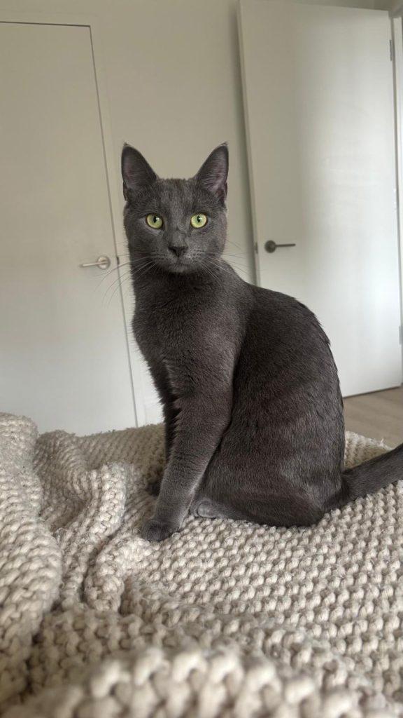 Asher, a Adoptable Domestic Short Hair in Brooklyn, NY image 4/6