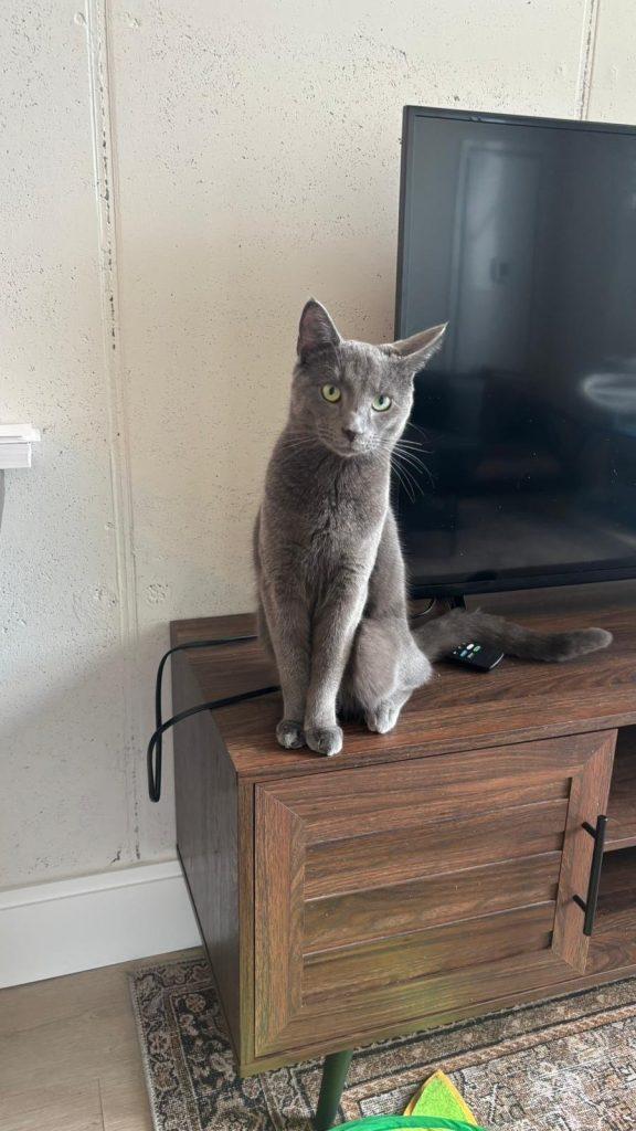 Asher, a Adoptable Domestic Short Hair in Brooklyn, NY image 5/6