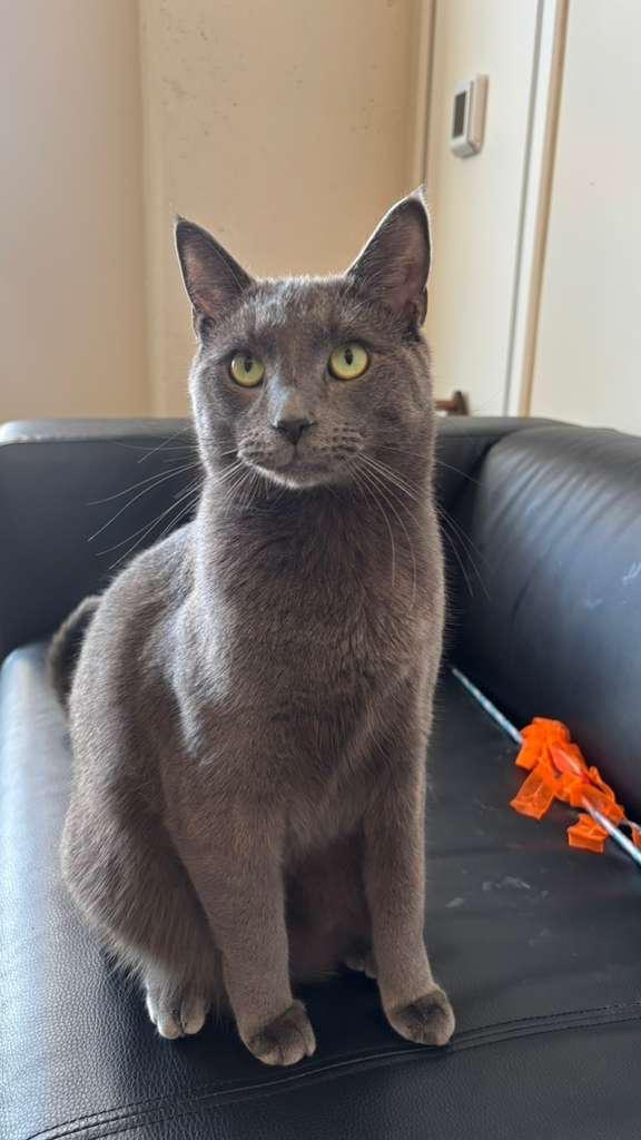 Asher, a Adoptable Domestic Short Hair in Brooklyn, NY image 6/6