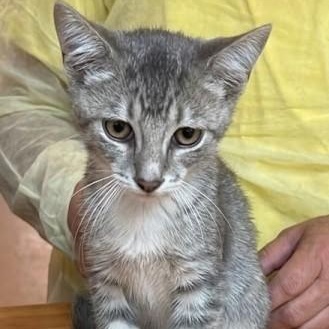 Tommy 4632, adoptable, Kitten Male Domestic Short Hair.