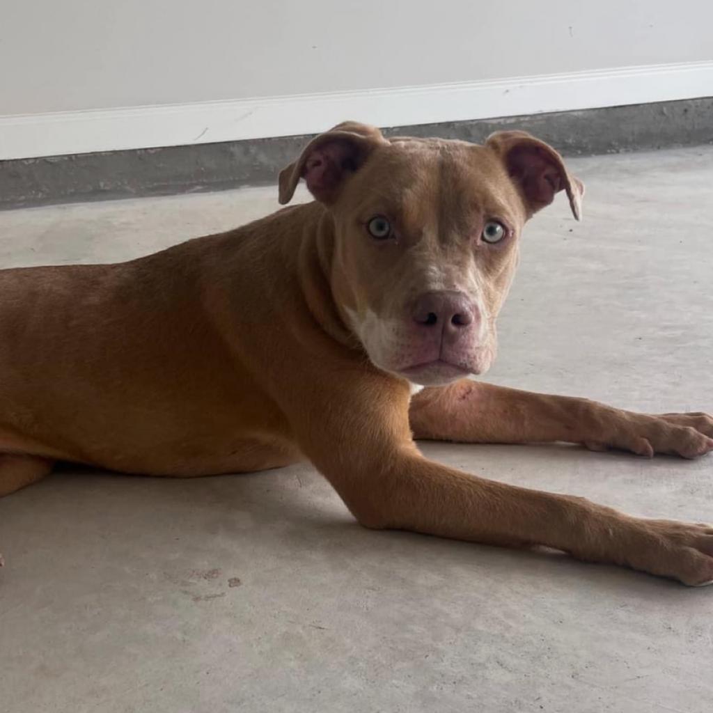 SD Stella pending, Adoptable, Adult Female Pit Bull Terrier & Labrador Retriever.