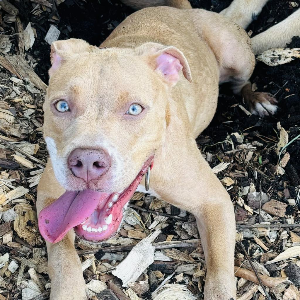 Enlarge SD Stella pending, a Adoptable mixed breed in Peachtree City, GA image 2/2