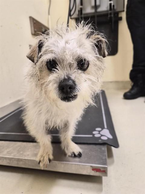 RAIDER, Adoptable, Young Male Shih Tzu.