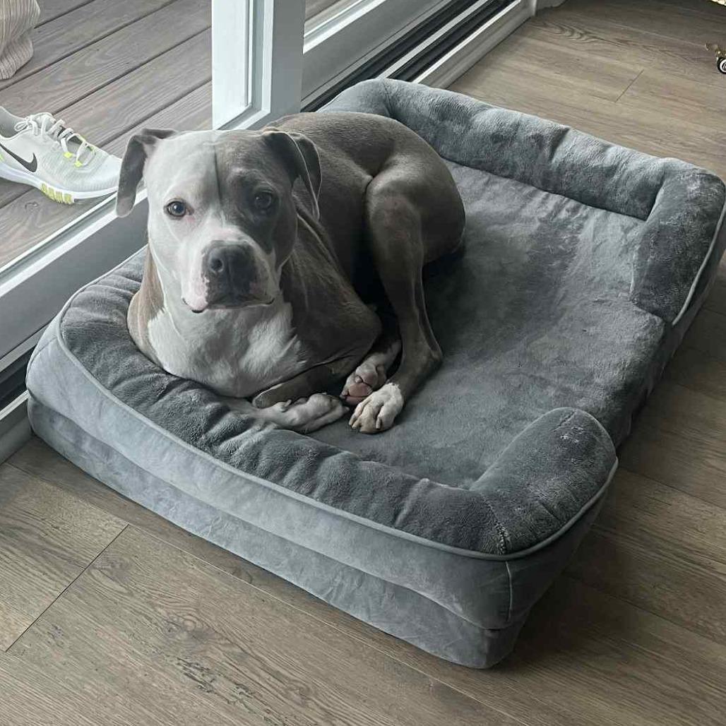 Cleo, Adoptable, Adult Female Mixed Breed.