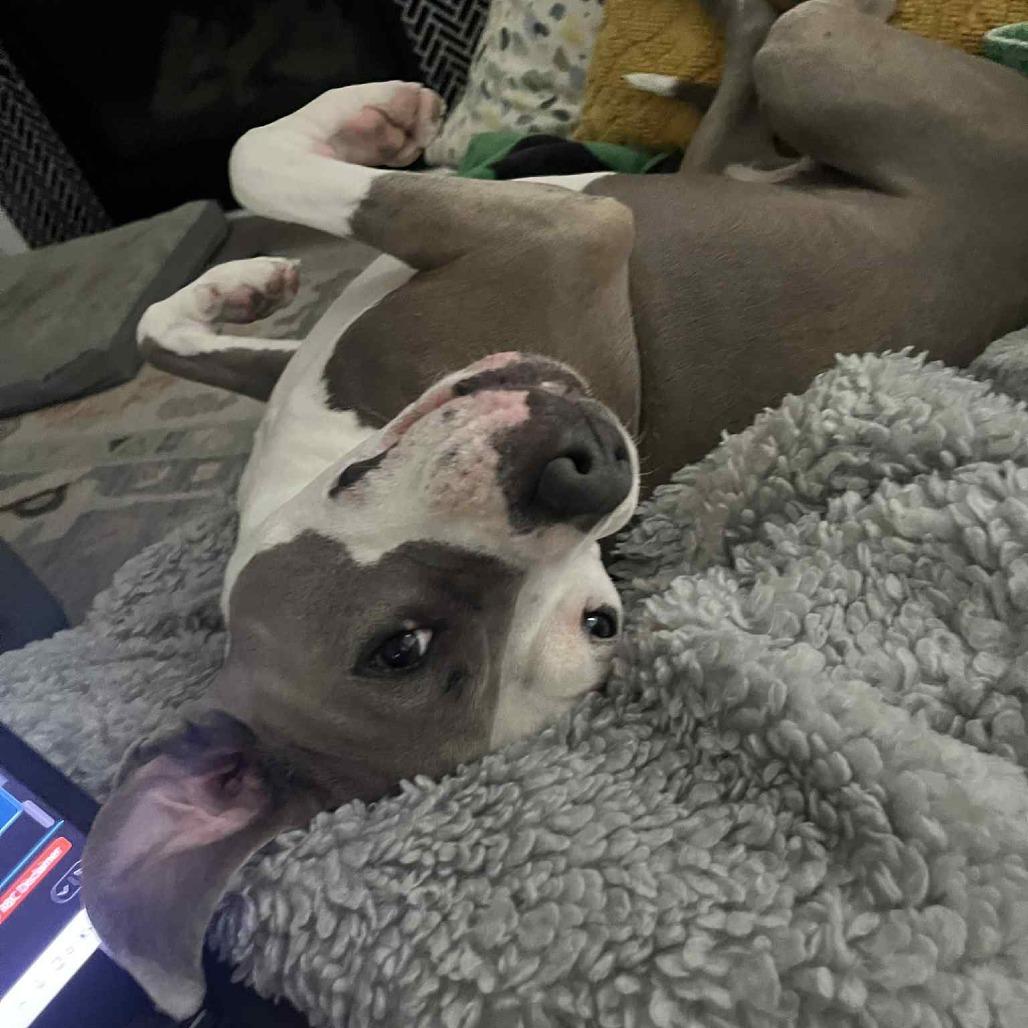 Enlarge Cleo, a Adoptable Mixed Breed in Raleigh, NC image 2/5