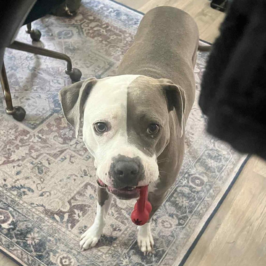 Enlarge Cleo, a Adoptable Mixed Breed in Raleigh, NC image 4/5