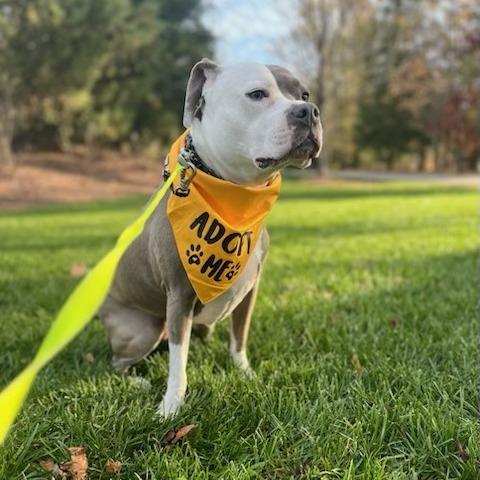 Enlarge Cleo, a Adoptable Mixed Breed in Raleigh, NC image 5/5